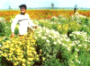Punjab Economy, Punjab Agriculture, Punjab Occupation, Punjab Employment, Punjab crops